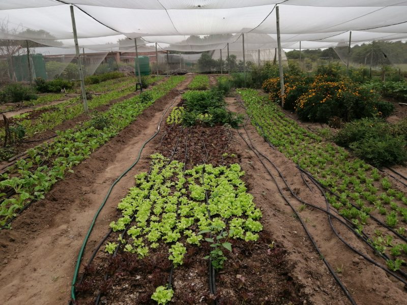 Thousand Herbs and vegetables
