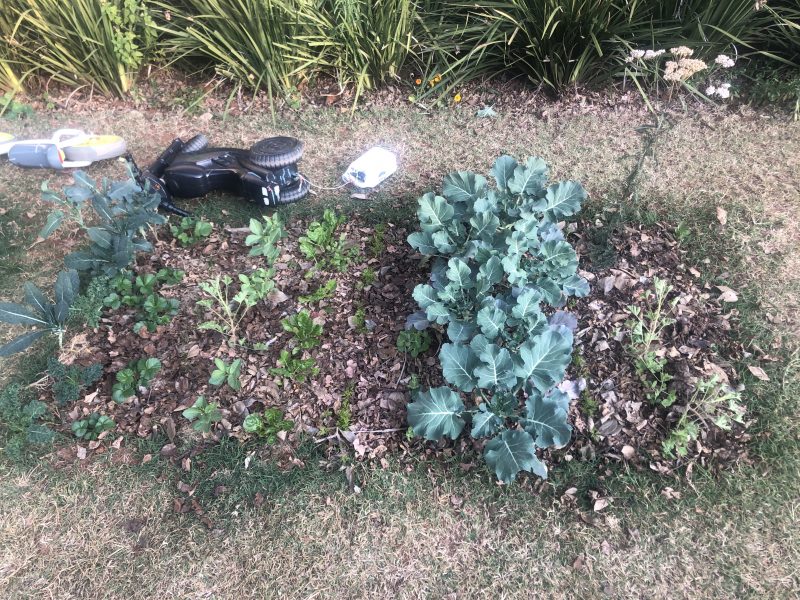 Flint Home Garden