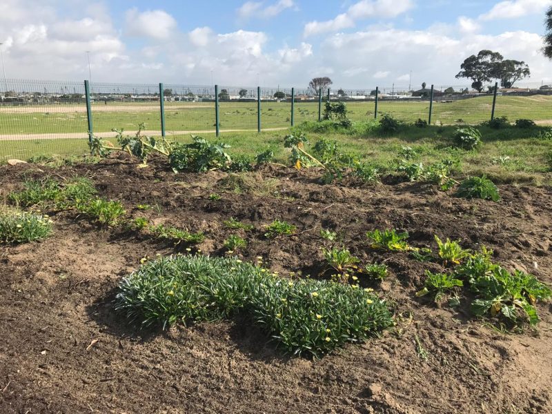 Ezemvelo Organic Garden