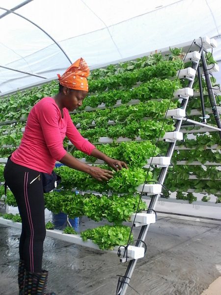 Mcebo Fresh Veggie